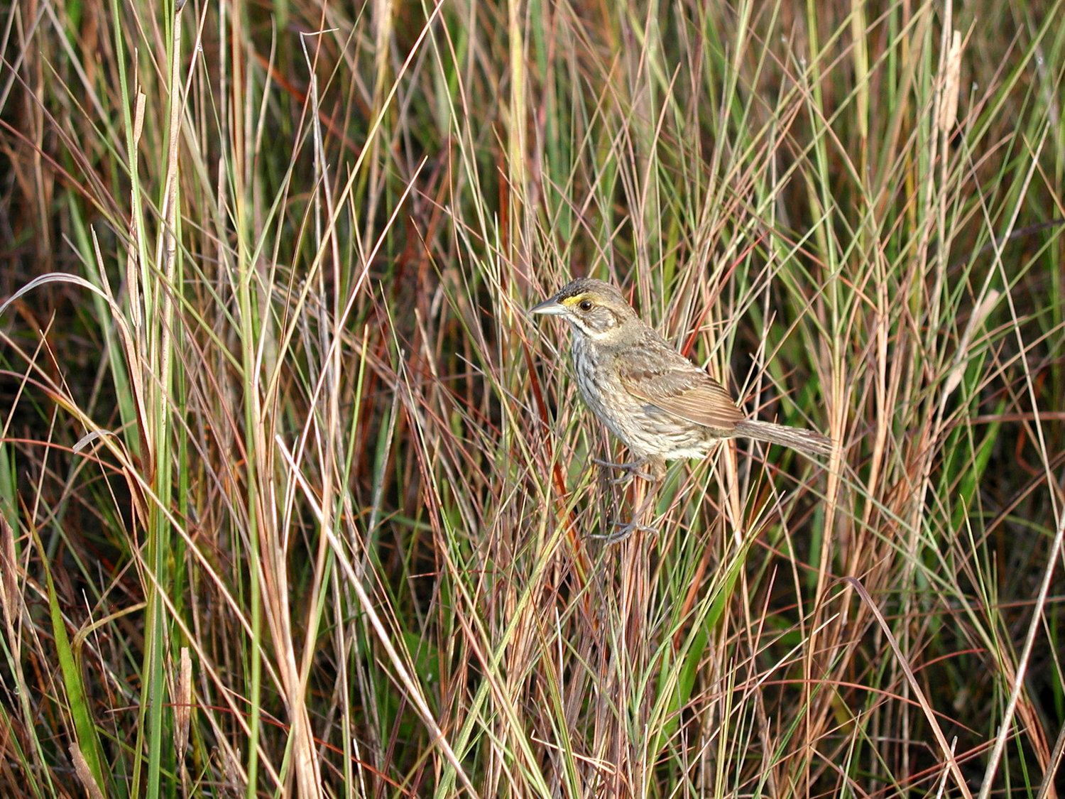 The Cape Sable seaside sparrow is an endangered species found in the Everglades. [Photo by Lori Oberhofter, National Park Service]